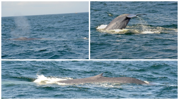 Whale watching Sri Lanka